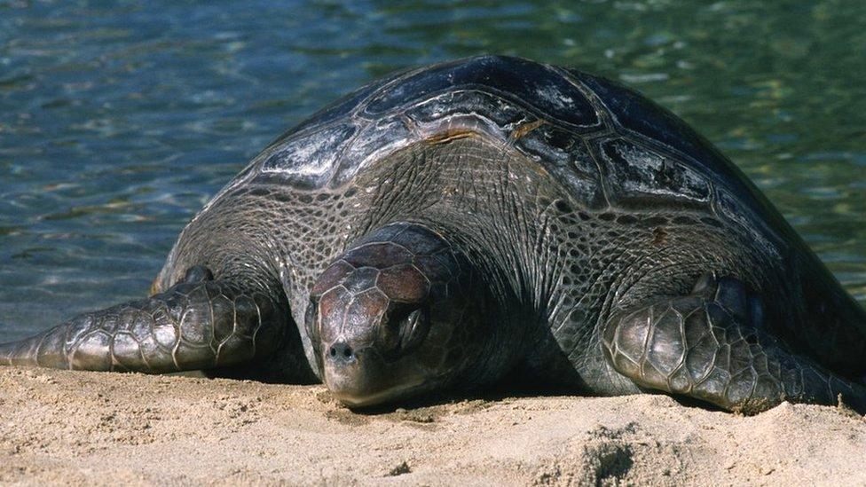 A Leatherback Sea Turtle resting on the sand.