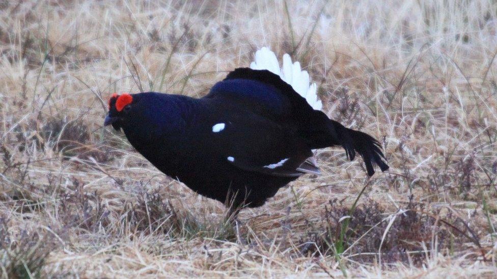 Black grouse