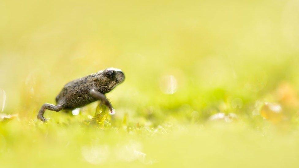 Natterjack toadlet