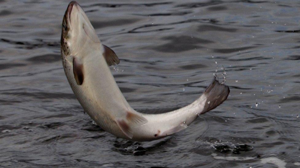 A salmon at a Washington State salmon fish farm leaps from the water while in its' holding pen.