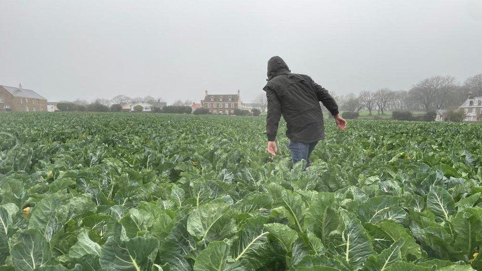 Farmer in field