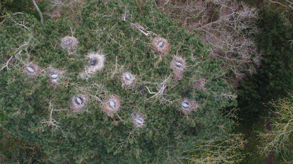 Heronry at Belton