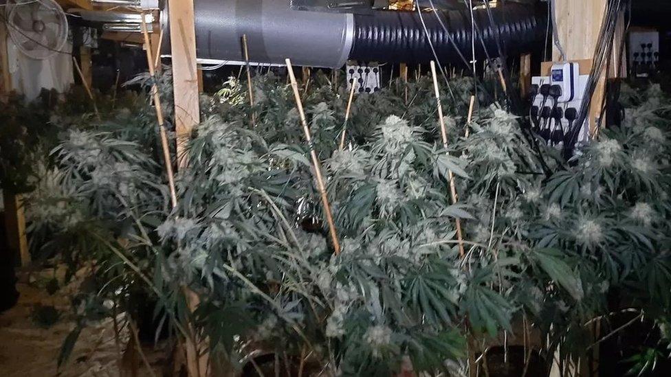 Cannabis factory