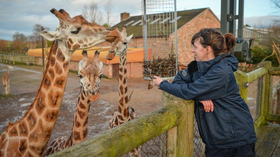 You can watch Sarah, the team manager of giraffes, as she cares for Chester Zoo's critically endangered Rothschild giraffe