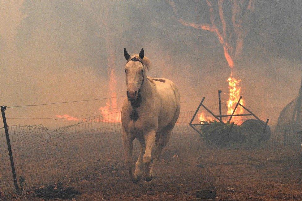 A horse tries to move away from nearby bushfires