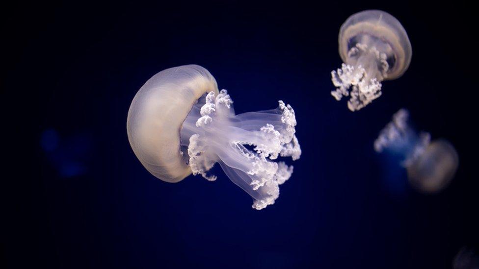 Barrel jellyfish