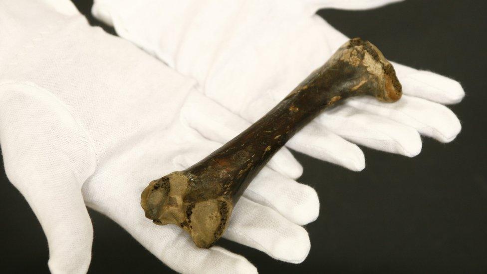 Dodo femur