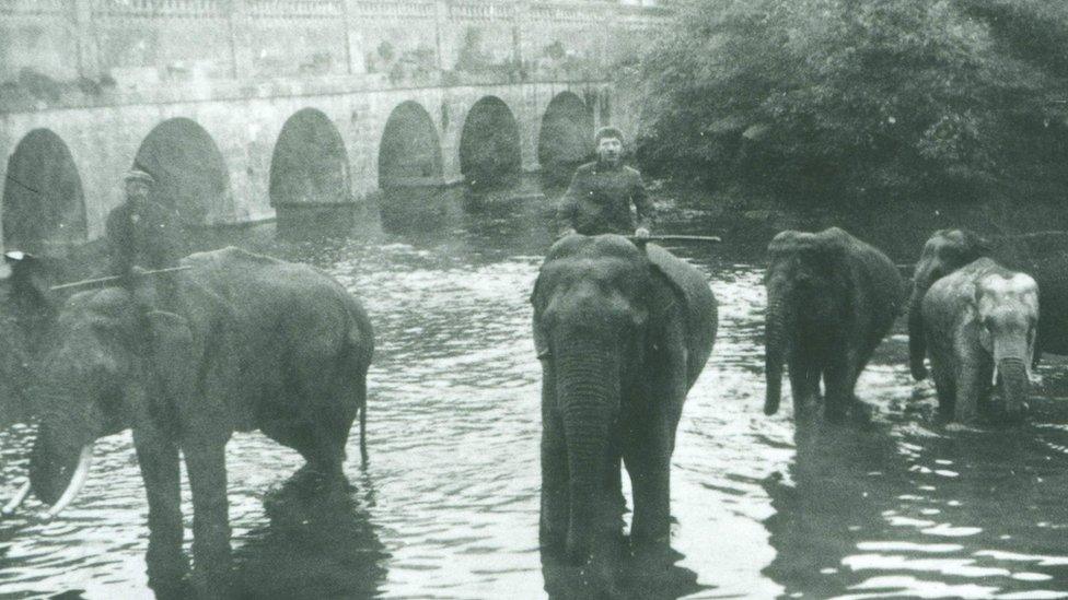 Historical photo of elephants drinking from the river Avon in Chippenham