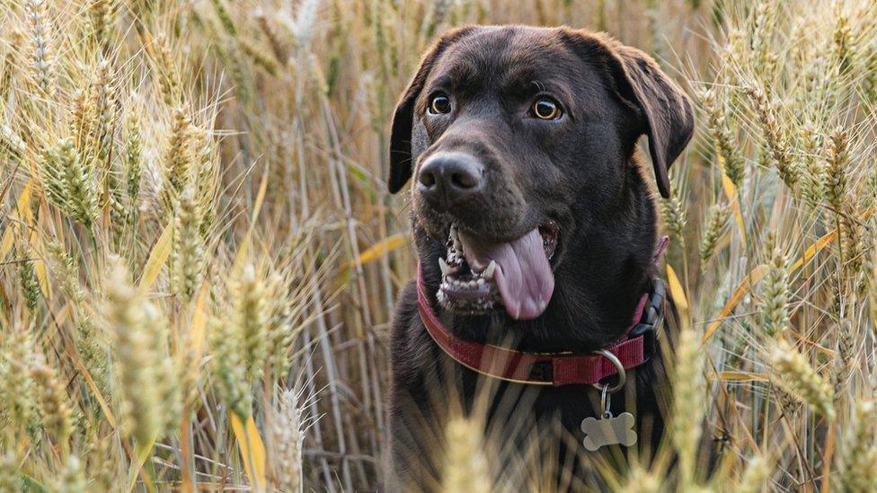 Dog-in-a-field-of-barley