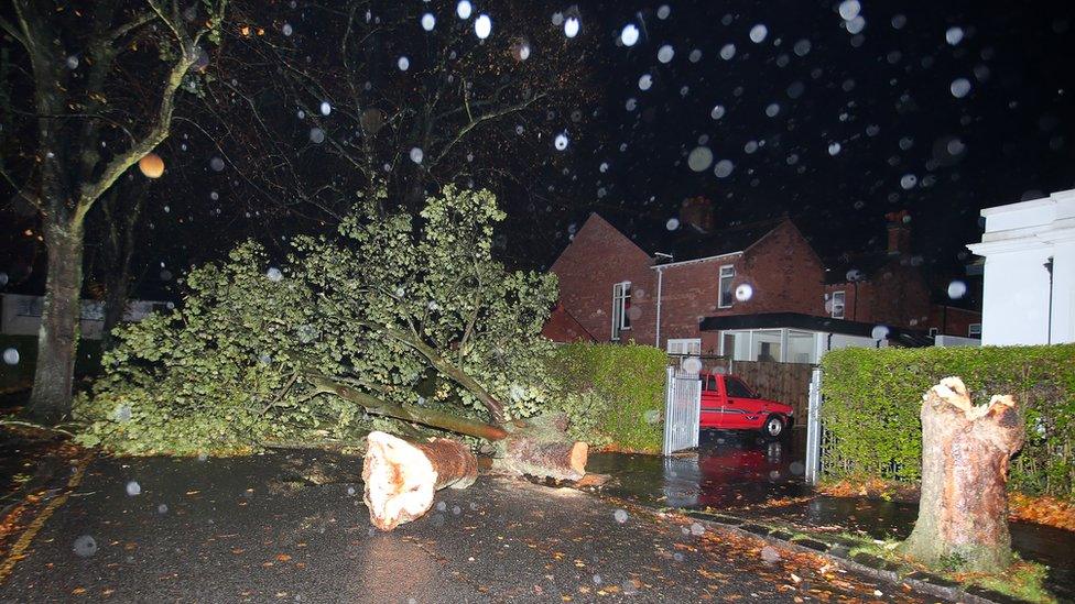 A fallen tree blocks a street off the Upper Newtownards Road in east Belfast