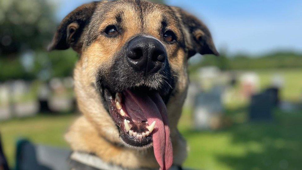 Kobe, a four-year-old German shepherd, has been with the RSPCA since January 2021.