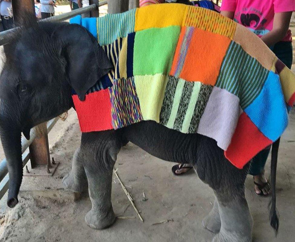 Baby elephant in woolly jumper