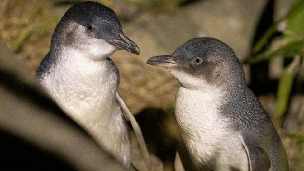 Little penguin numbers on the rise