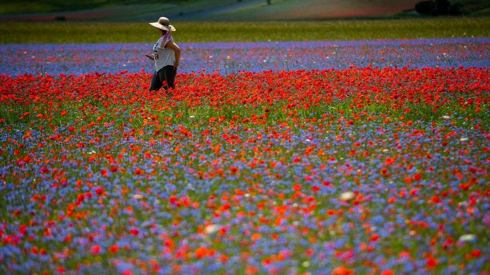 photo-in-flower-field.