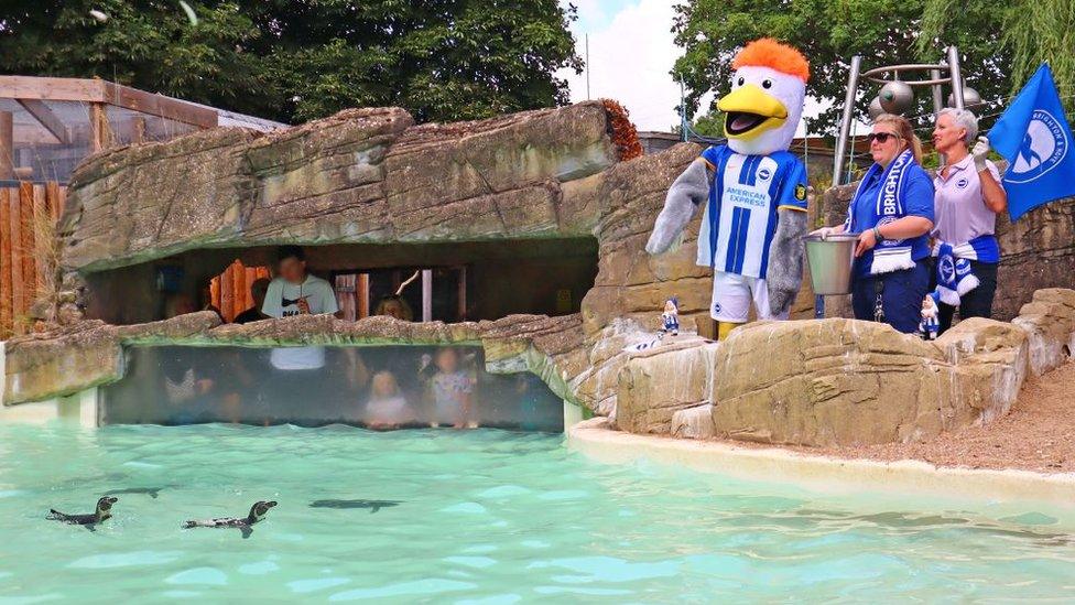 Albion mascot Gully at Drusillas Park