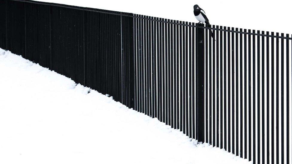 A black bird sitting on a black fence in the snow