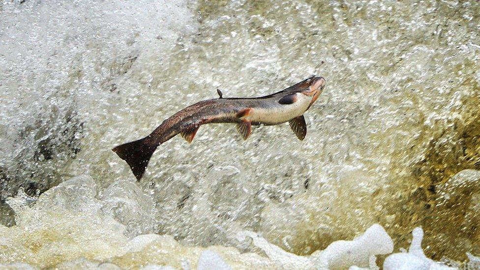 Salmon jumping in river