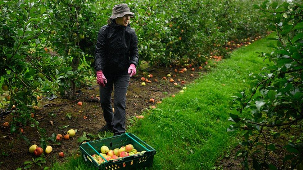 Volunteer Helen Purchas takes part in an organised collection of unharvested Estival apples