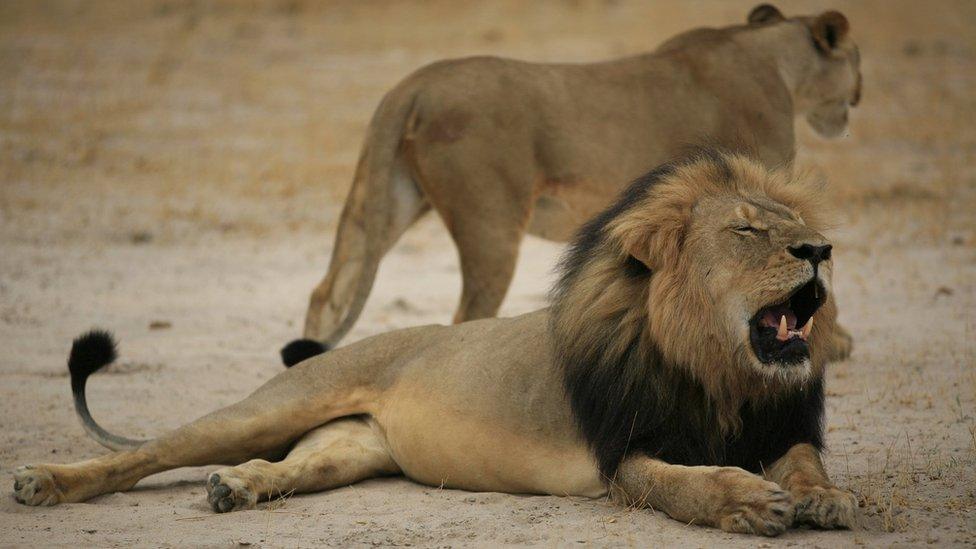 Handout photo of Cecil the lion in 2012