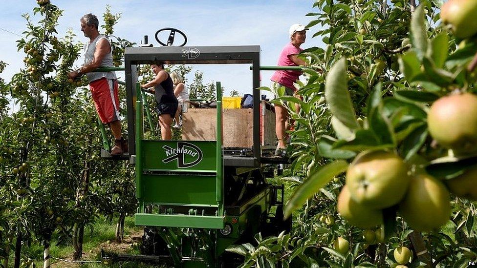 Polish workers thin trees at an orchard in Worcestershire