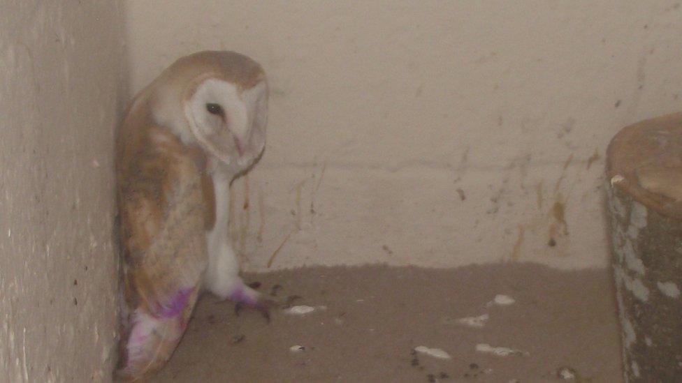 Barn owl