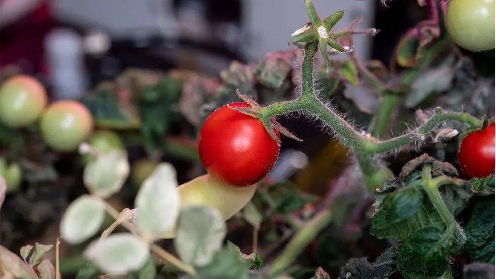 A dwarf tomato grown on the ISS