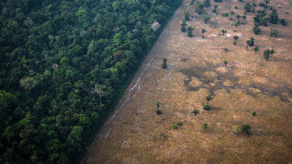 Healthy rainforest next to scorched rainforest in the Amazon in Brazil