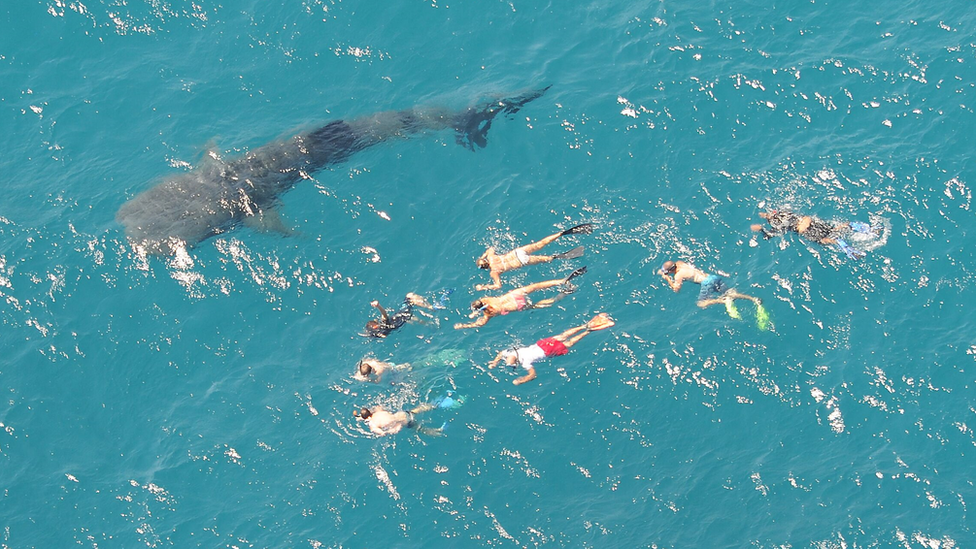 whale shark