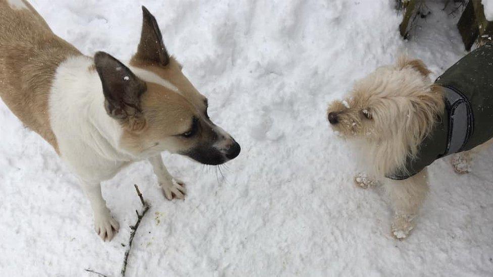 Two dogs in snow