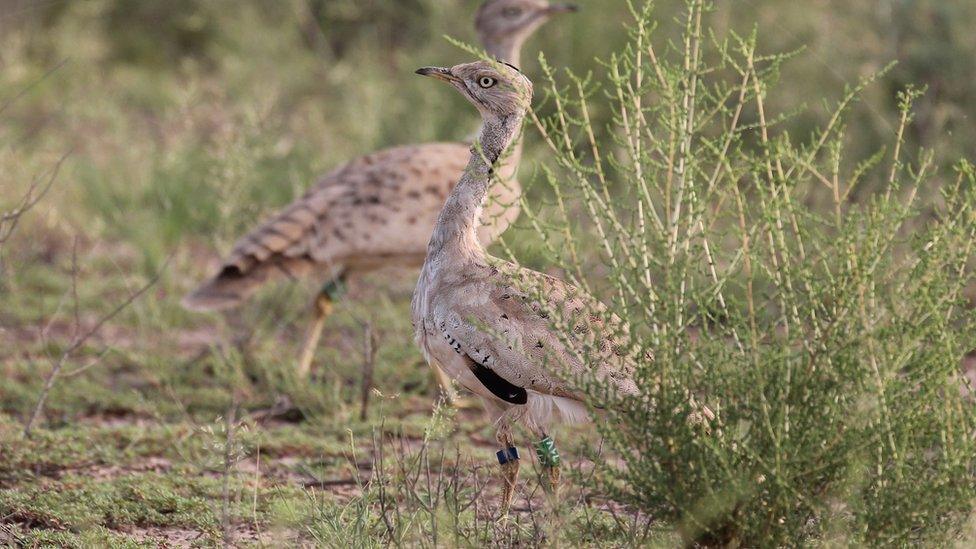 A Houbara bustard in the Lal Shanra national park area near Bahawalpur in southern Punjab being released into the wild by Houbara Foundation International