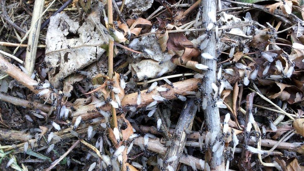 Flying ants on an allotment in Forest Hill, London