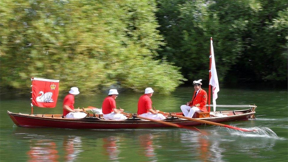 Swan Uppers row as officials record and examine cygnets and swans during the annual census