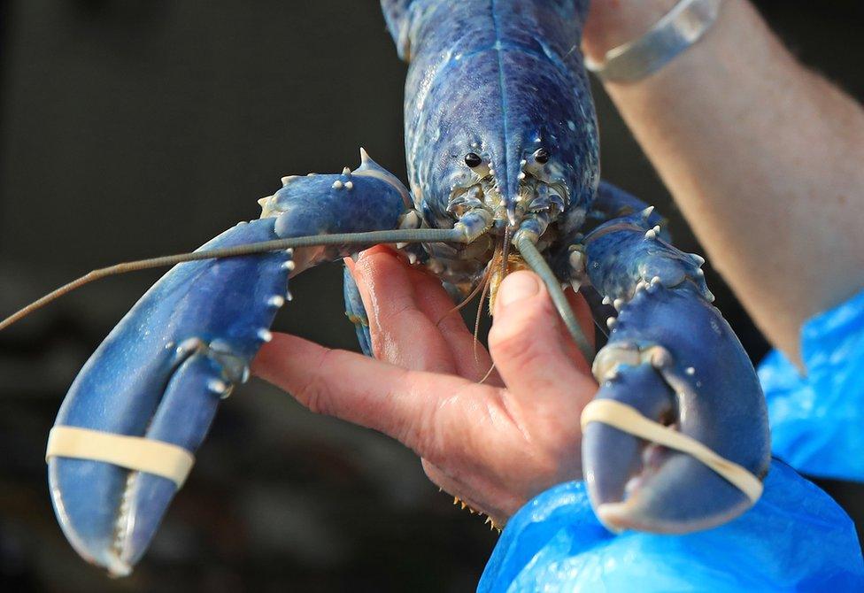 Rare blue lobster