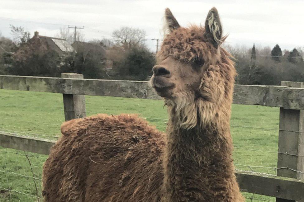 Ed the Alpaca