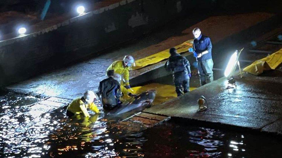 Whale stranded in the Thames