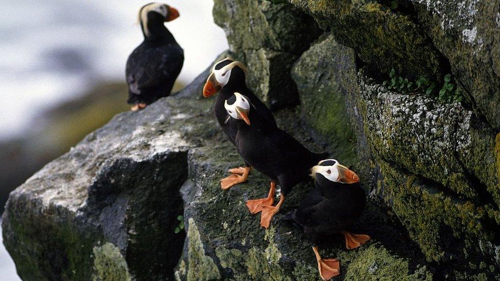 The tufted puffin