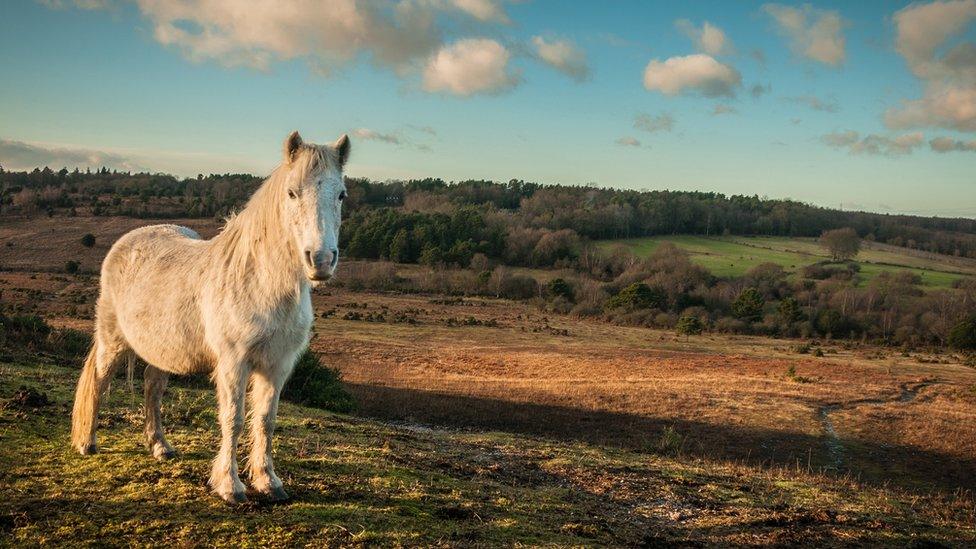 The New Forest