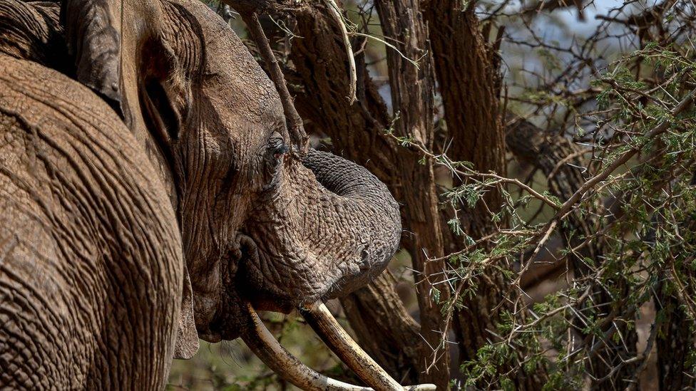 Elephant in Kenya