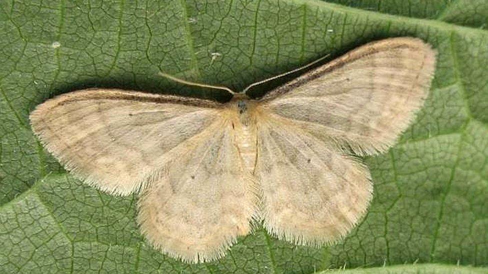 Silky wave moth