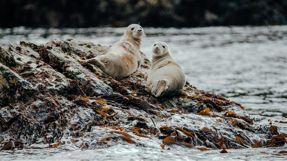 Two young Atlantic grey seal pups on the rocks