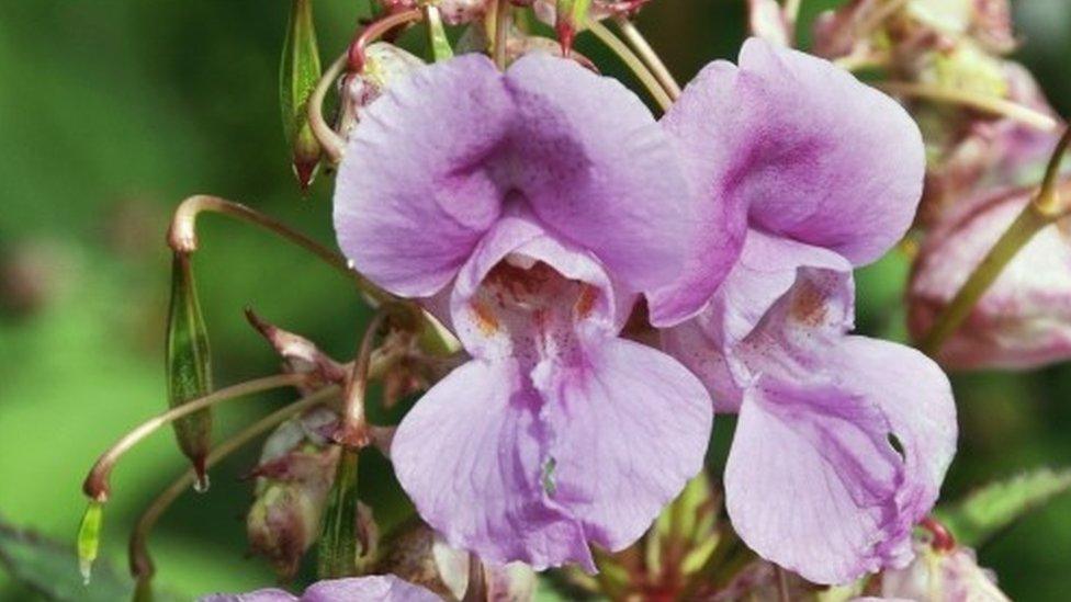 Himalayan balsam