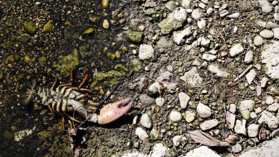 American crayfish shell