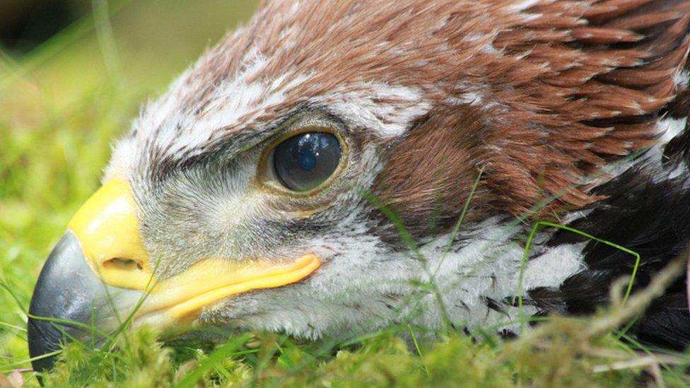 Golden eagle Fred