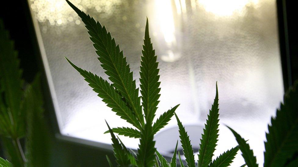 The leaf of a marijuana plant is seen under a hydroponic light