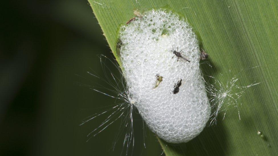 Cuckoo spit with larvae