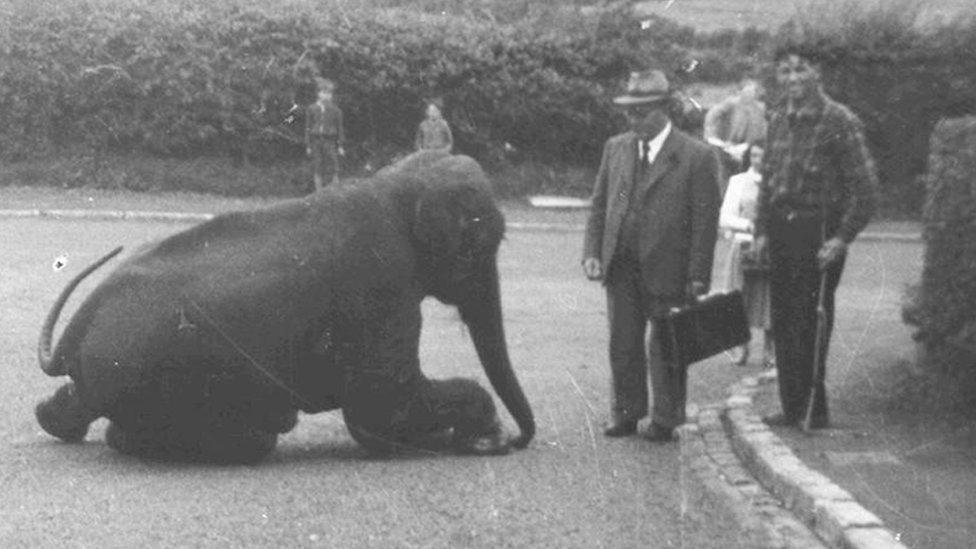 Sheila the elephant on a Belfast Street