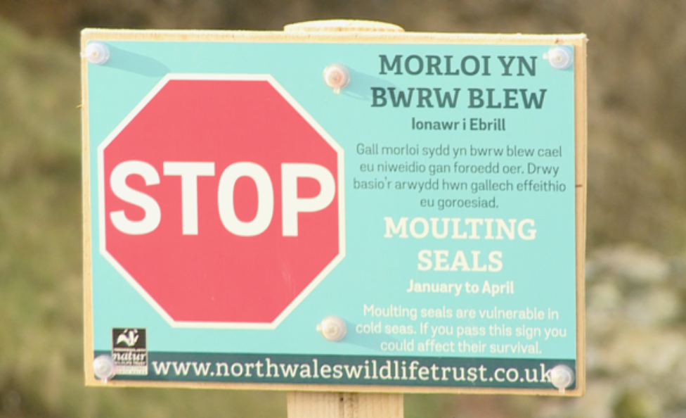 Stop sign - moulting seals