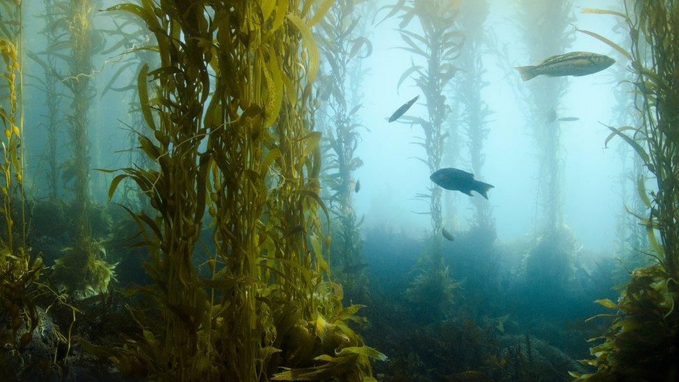 Kelp forest