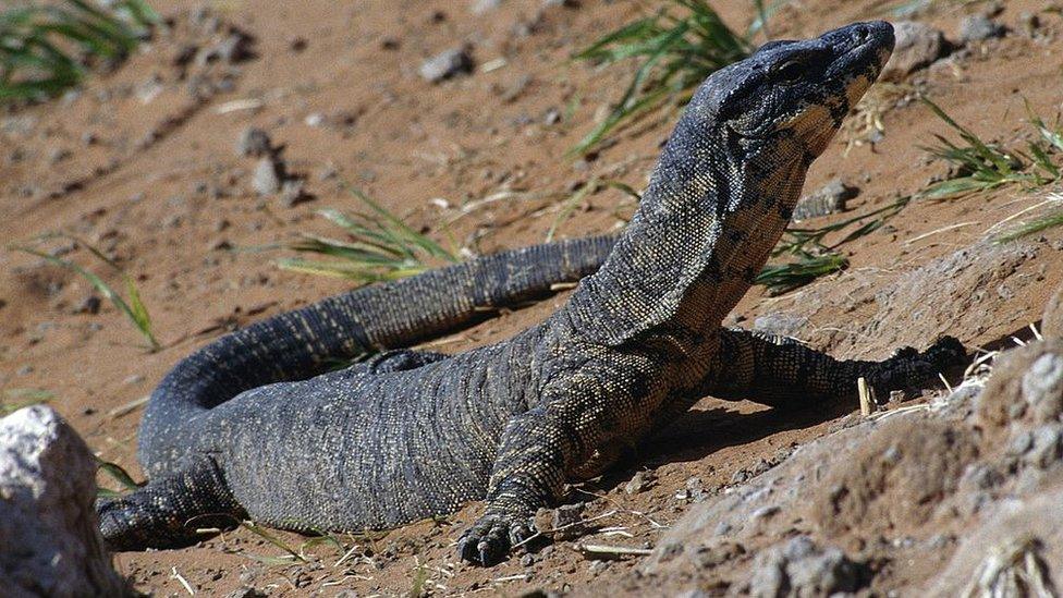 Monitor lizard (Varanus), Varanidae, Australia (file picture)