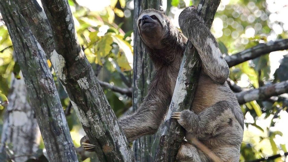 A brown-throated sloth (Bradypus variegatus)is pictured climbed on a tree over the Jaraua River at the Mamiraua Reserve, Brazil's largest protected area, in Amazonas State, on April 24, 2019